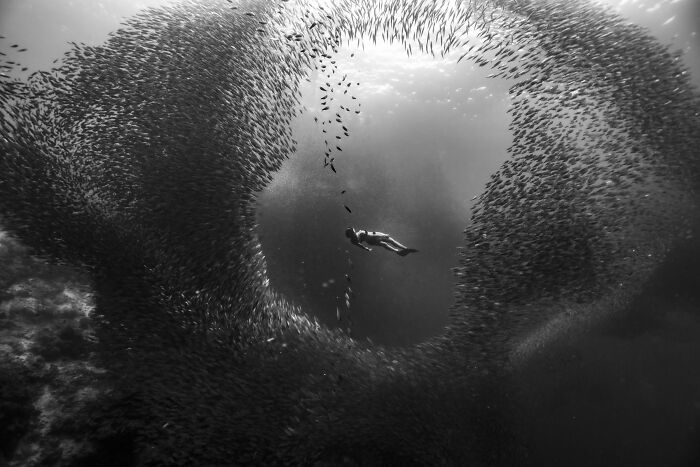 Diver surrounded by a circle of fish, showcasing a powerful moment from the Istanbul Photo Awards.