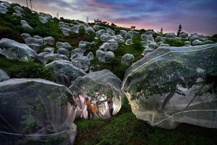 Trees covered in protective netting on a hillside at sunset, highlighted in Istanbul Photo Awards.