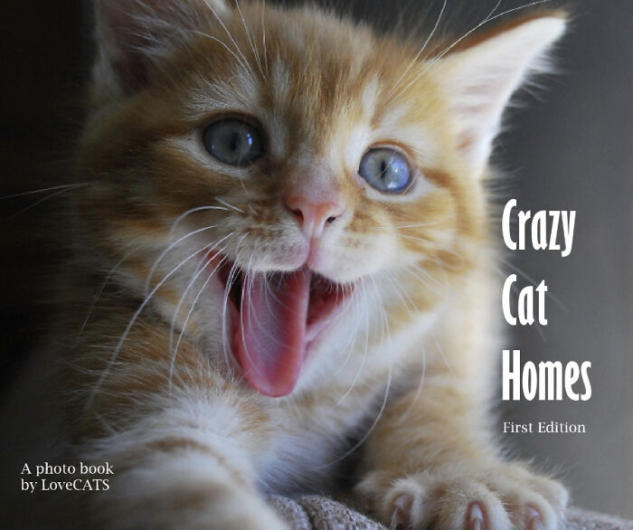 We Created An Annual Photo Contest To Celebrate Cats Around The Globe