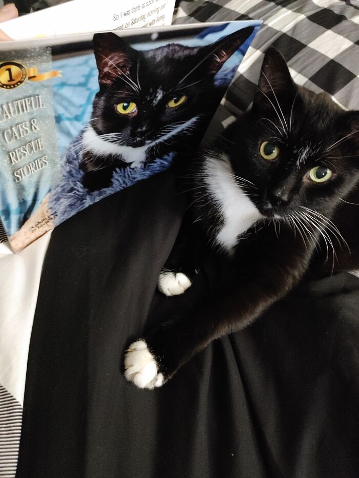 We Created An Annual Photo Contest To Celebrate Cats Around The Globe