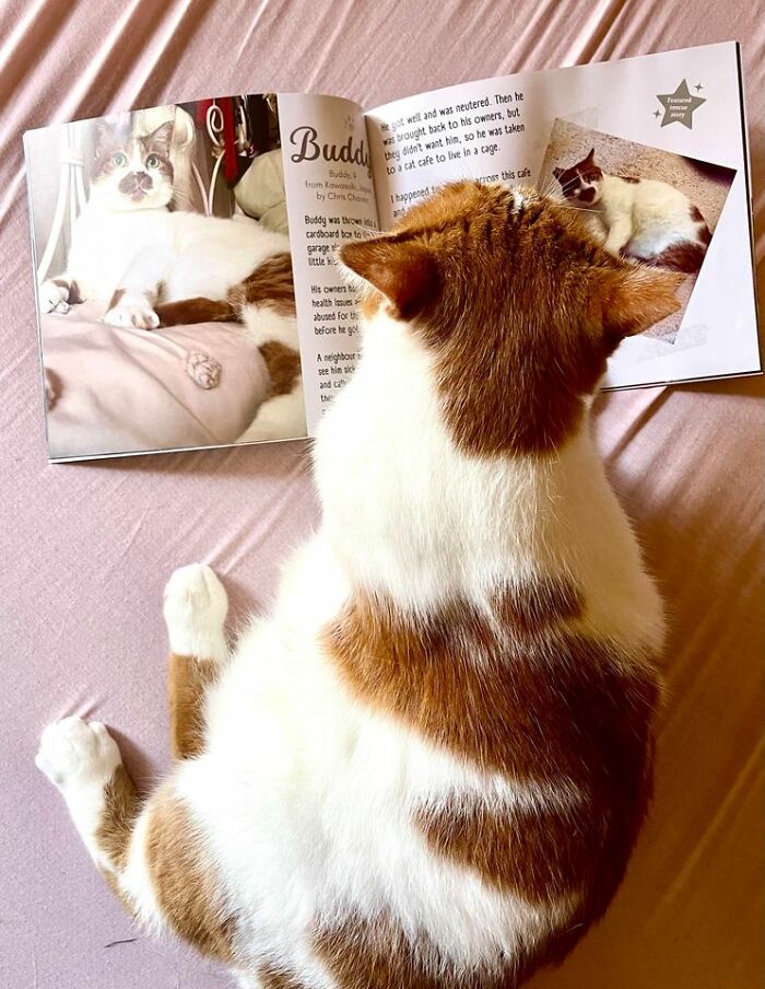 We Created An Annual Photo Contest To Celebrate Cats Around The Globe