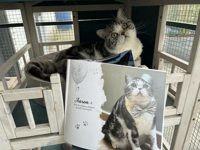 We Created An Annual Photo Contest To Celebrate Cats Around The Globe