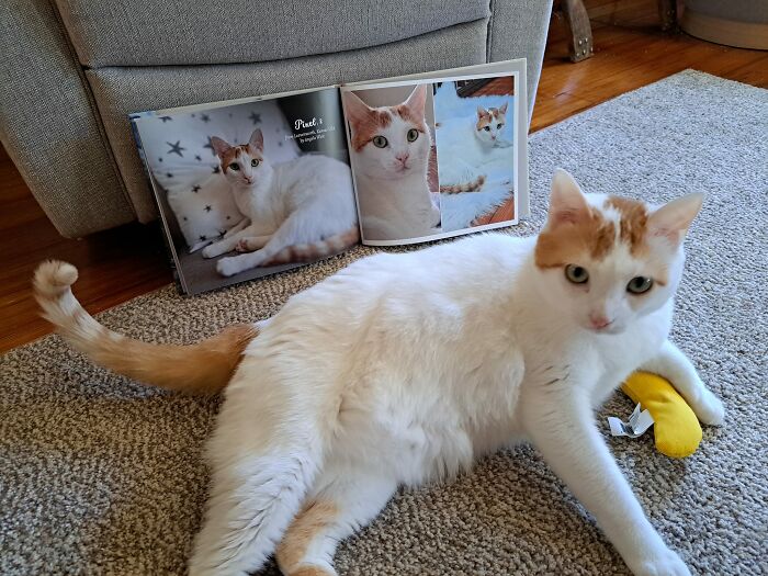 We Created An Annual Photo Contest To Celebrate Cats Around The Globe