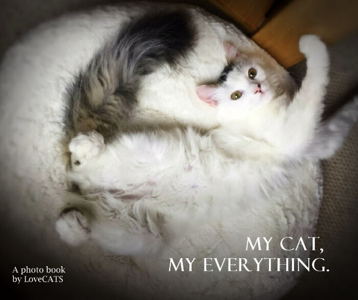 We Created An Annual Photo Contest To Celebrate Cats Around The Globe