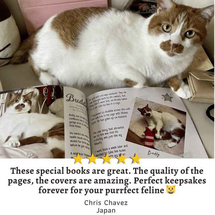 We Created An Annual Photo Contest To Celebrate Cats Around The Globe