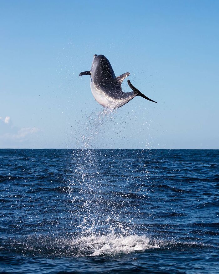 A dolphin leaps from the ocean into the sky, showcasing the magical world where ocean meets sky.