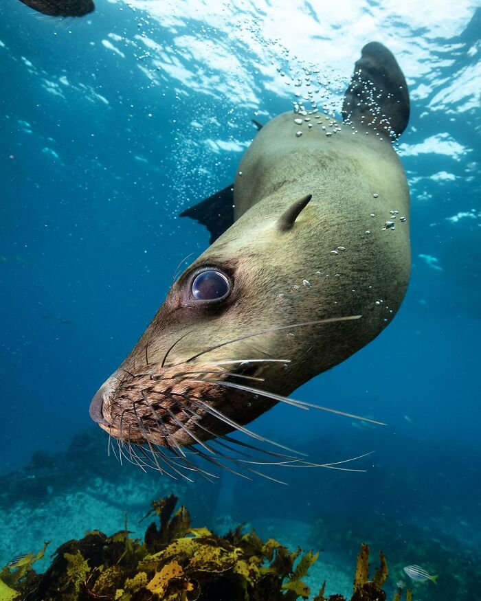 Sea lion swimming underwater, showcasing the magical world where ocean meets sky, captured by Jordan Robins.