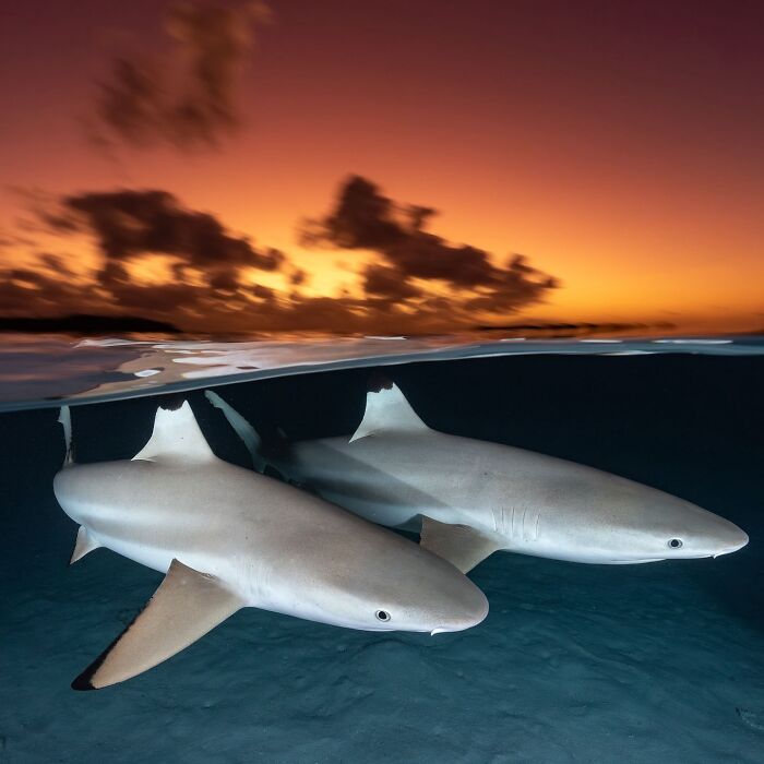 Sharks swimming at sunset, captured in a split view where ocean meets sky.