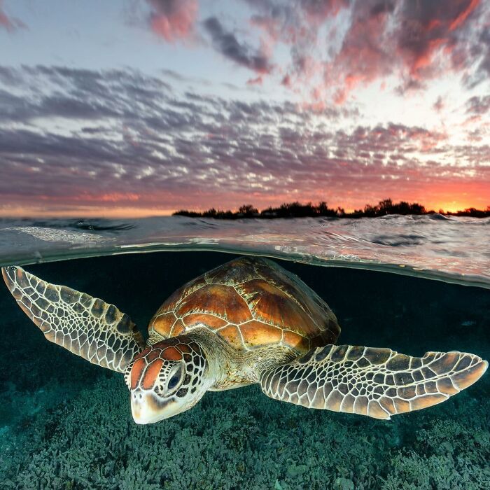 Sea turtle swimming where ocean meets sky, vibrant sunset in the background.