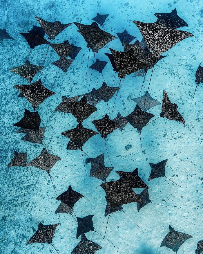 Spotted eagle rays swimming gracefully in clear blue waters, illustrating the magical ocean world.