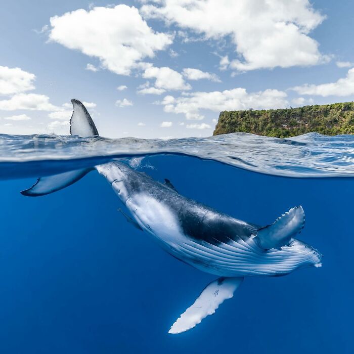 Humpback whale captured by Jordan Robins, showcasing where ocean meets sky.