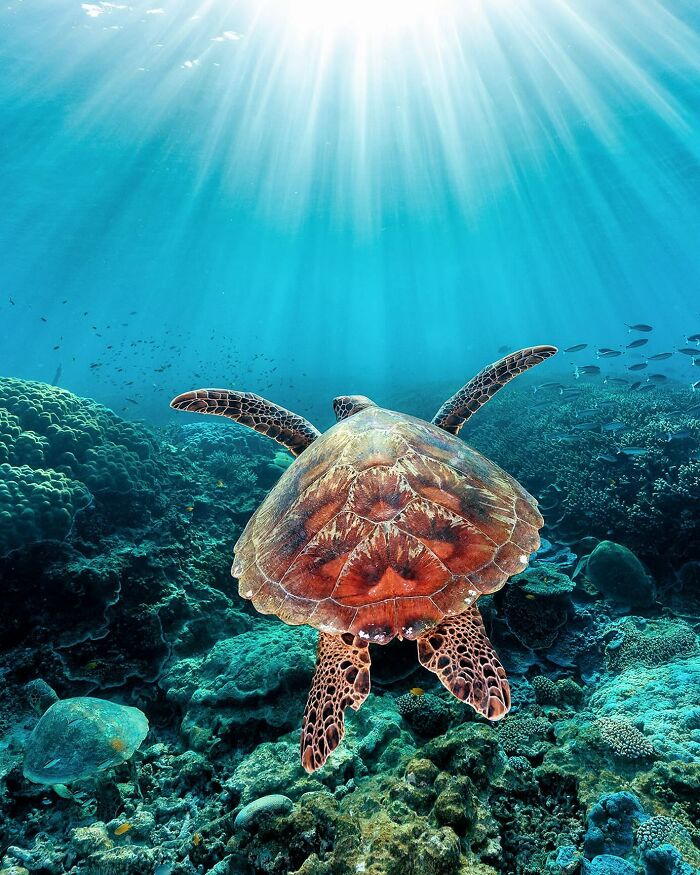 Sea turtle gliding underwater, sun rays penetrating ocean, depicting the magical world where ocean meets sky.