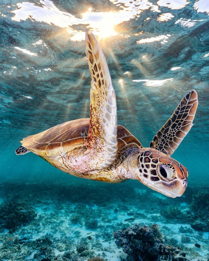 Sea turtle swimming underwater with sunlight filtering through the ocean surface, showcasing the magical world captured by Jordan Robins.