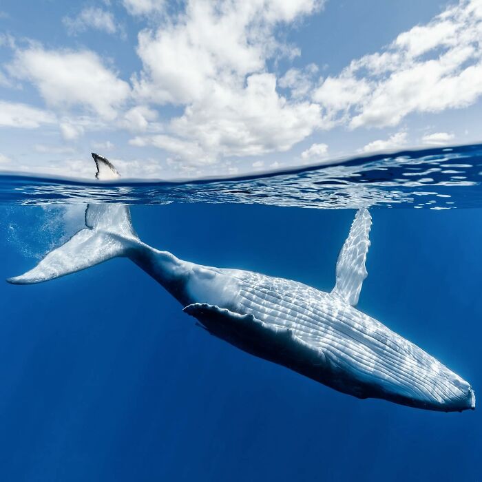 Whale swimming beneath the ocean surface, blending with the sky, captured in a magical ocean setting.