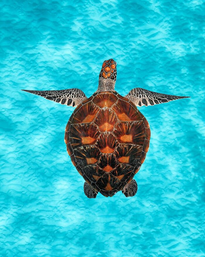 Sea turtle gliding in clear water, showcasing the magical world where ocean meets sky.