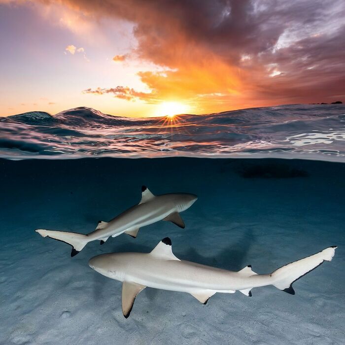 Sharks swimming underwater with a sunset above, capturing the magical world where ocean meets sky.