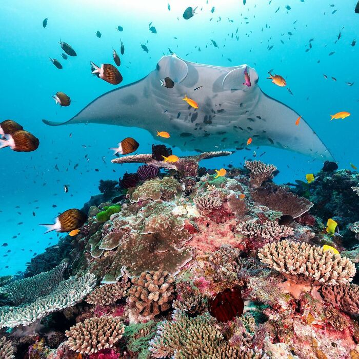 Underwater photo by Jordan Robins showing a manta ray and colorful reef fish near coral.