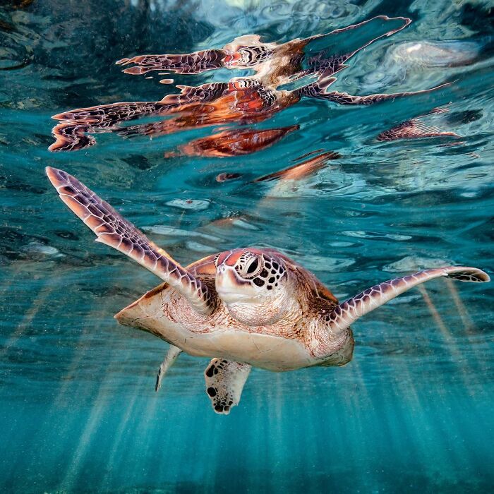 Sea turtle gliding in clear water beneath a reflective sky, captured by Jordan Robins.