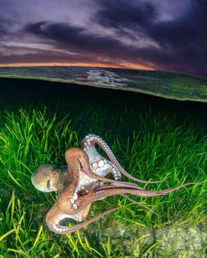 Octopus in vibrant ocean scene, blending underwater life with a dramatic sky, captured by Jordan Robins.