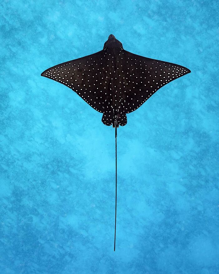 Spotted eagle ray gliding through vibrant blue ocean, showcasing the magical world where ocean meets sky.