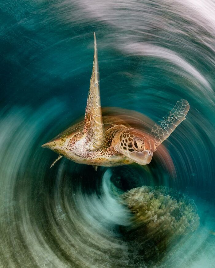 Turtle swimming gracefully in a swirling ocean, captured by Jordan Robins, where ocean meets sky.
