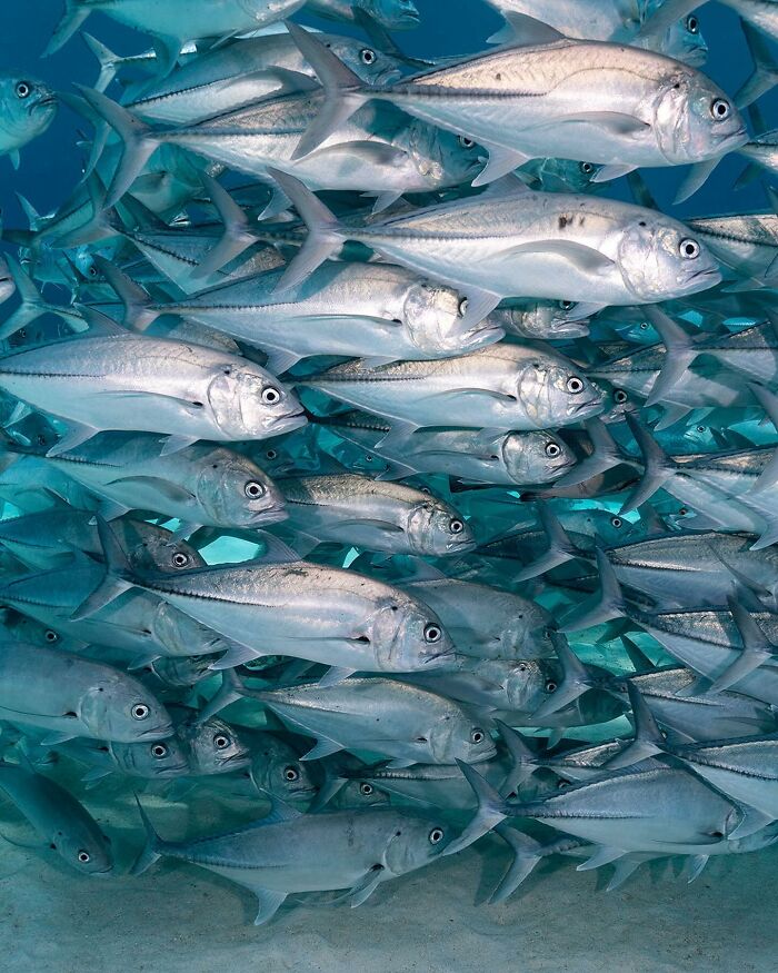 School of fish swimming in clear blue ocean, showcasing the magical world where ocean meets sky.