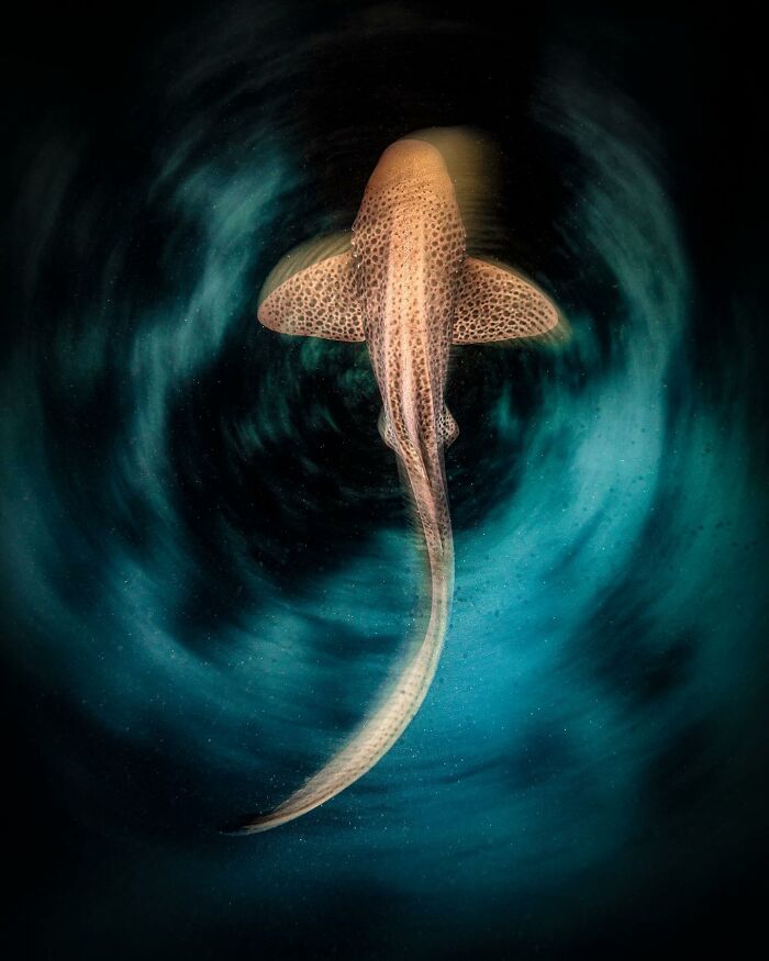 Shark swims through swirling ocean, captured in Jordan Robins' photography.