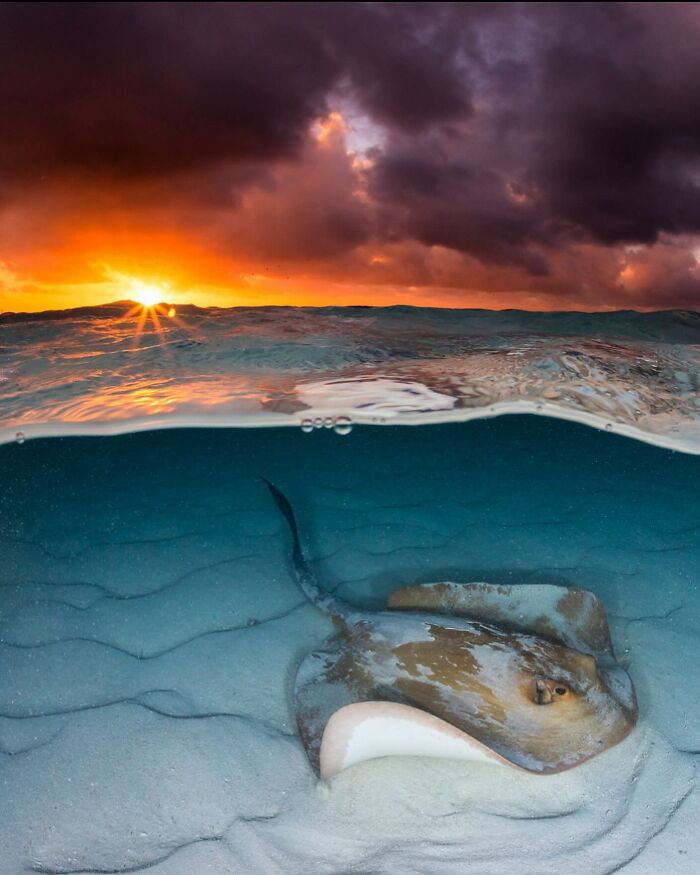 Stingray glides on ocean floor under vibrant sunset sky, captured by Jordan Robins.
