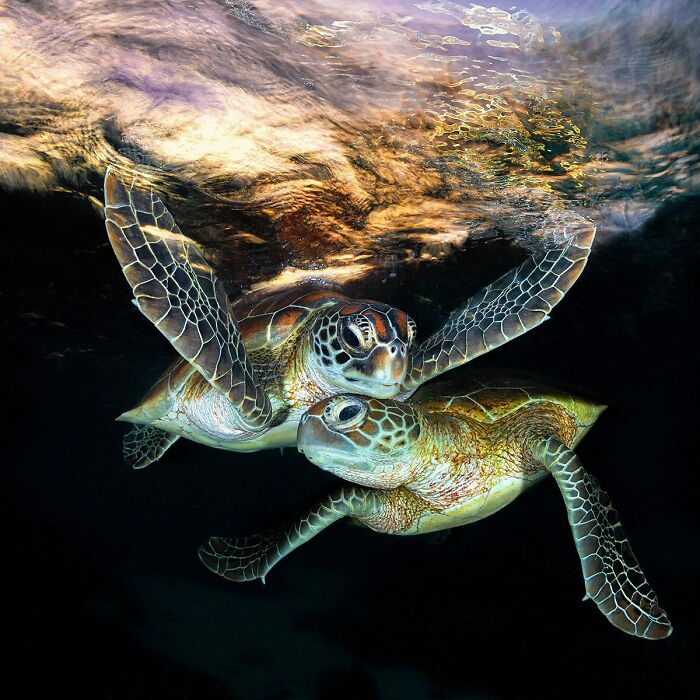 Sea turtles captured by Jordan Robins, blending ocean and sky reflections in a magical underwater scene.