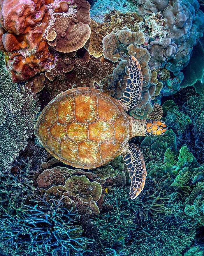 Sea turtle swimming over vibrant coral, showcasing the magical world where ocean meets sky.