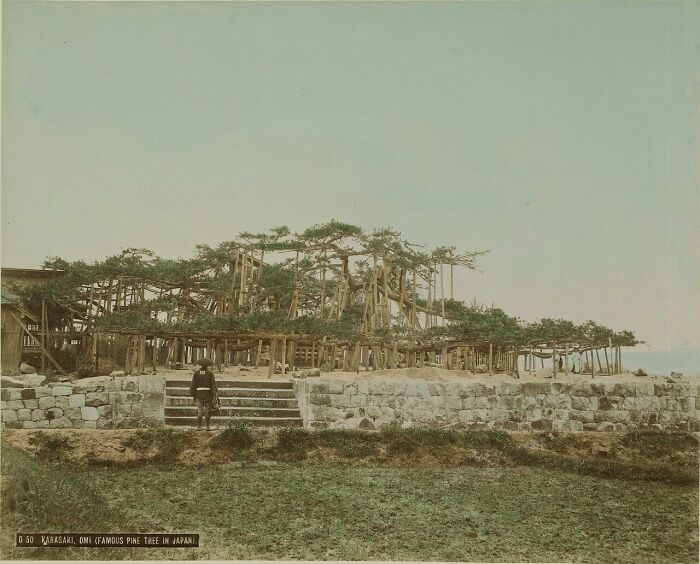 Japanese landscape in the 1800s featuring a famous pine tree supported by wooden beams and a person nearby