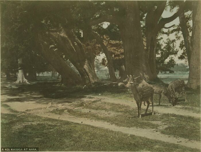 Deer standing near large trees in a shaded area, showing Japan in the 1800s with natural scenery and wildlife.