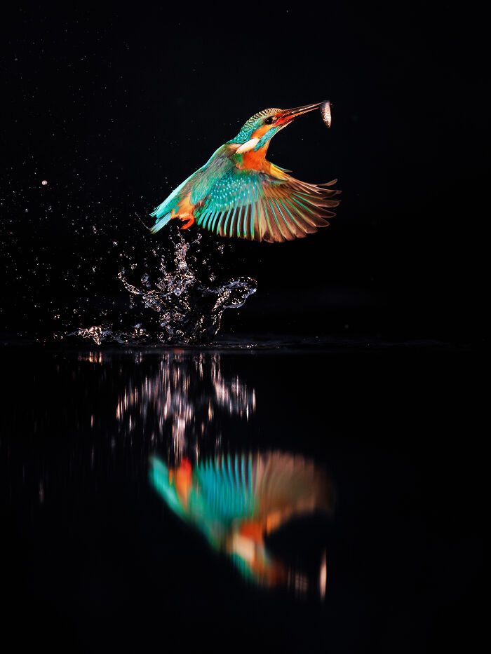 A vibrant kingfisher captures a fish mid-flight, showcasing nature's wonders with its colorful plumage and reflection.