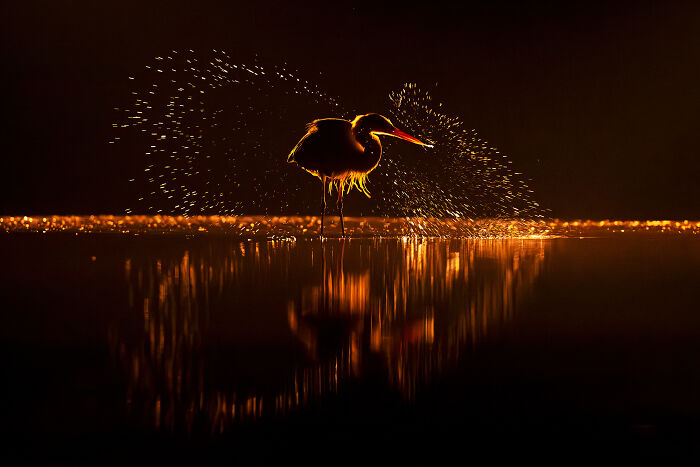 Heron in golden light, surrounded by water droplets, capturing wildlife's wonders.