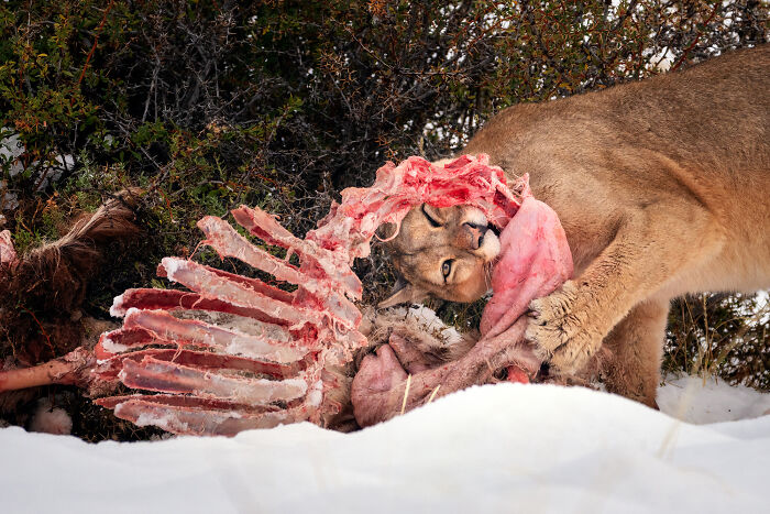 Wildlife photo of a cougar feeding on a carcass in a snowy landscape, capturing nature's wonders.