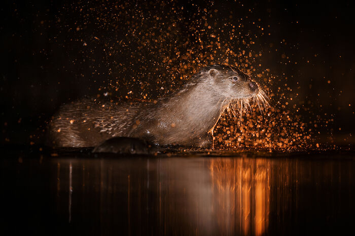 Otter in water with golden droplets, showcasing wildlife wonders by Kat Zhou.