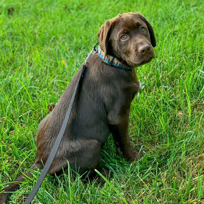 Chocolate Labrador puppy named Breuer sitting on green grass wearing a collar and leash, showcasing Labrador charm.