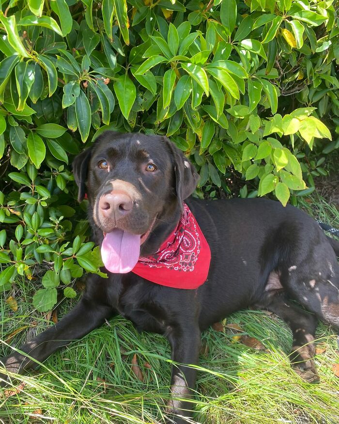 Chocolate Labrador wearing a red bandana lying in the grass under green bushes, reflecting Breuer&rsquo;s Instagram popularity.