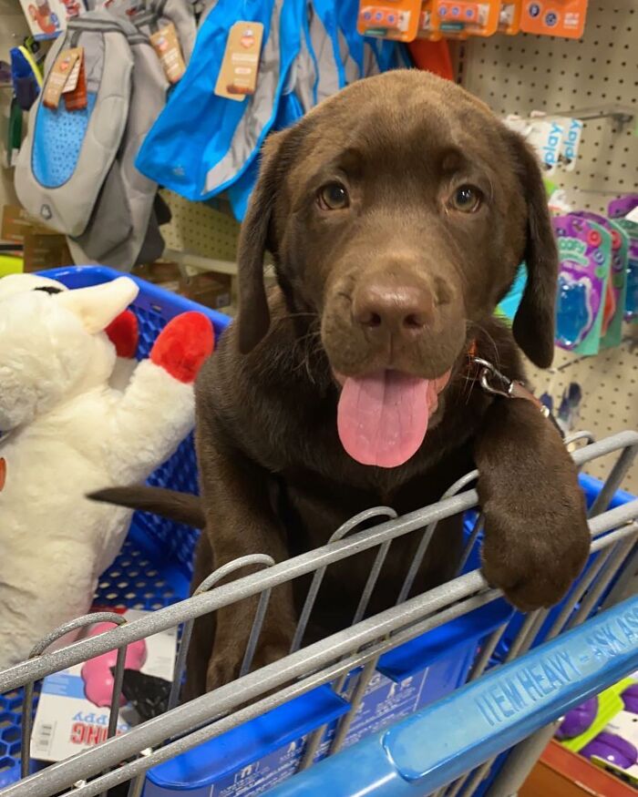 Chocolate Labrador puppy sitting in a shopping cart with tongue out, featured on Instagram honoring late brother's spirit.