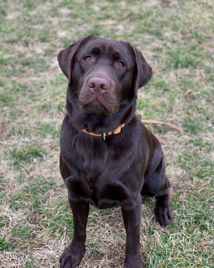 Chocolate Labrador sitting on grass, showcasing the Labrador winning Instagram with a calm and attentive expression.
