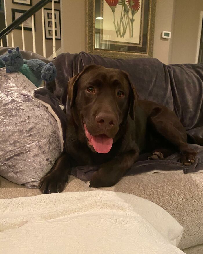 Chocolate Labrador Breuer lying on a couch looking happy and relaxed indoors with a blue toy nearby.