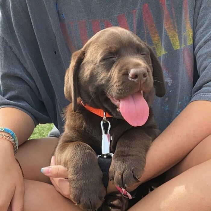 Chocolate Labrador puppy wearing an orange collar, sitting contentedly in a person's lap outdoors.