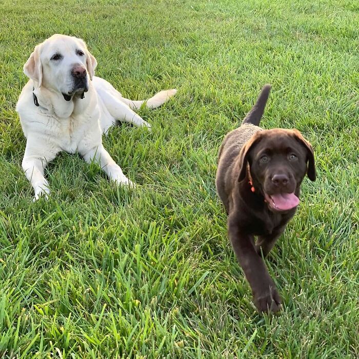 Labrador Breuer running on grass with a light-colored older Labrador lying nearby on a sunny day