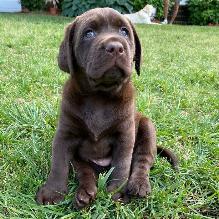 Chocolate Labrador puppy sitting on grass, representing Breuer the Labrador winning Instagram with a soulful, hopeful expression.