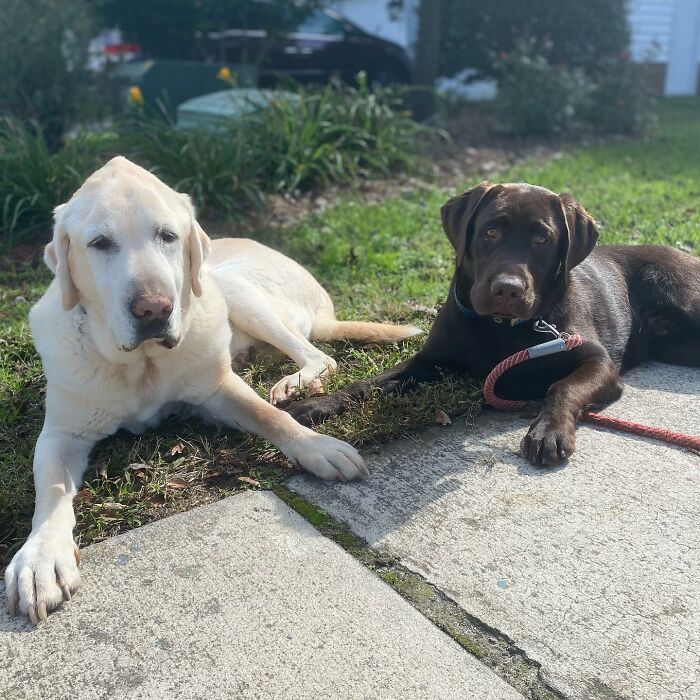 Two Labradors, one yellow and one chocolate, lying on grass and sidewalk on a sunny day, showcasing loyal companionship.