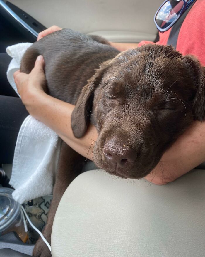Chocolate Labrador Breuer resting peacefully on a person's arm, capturing hearts on Instagram.