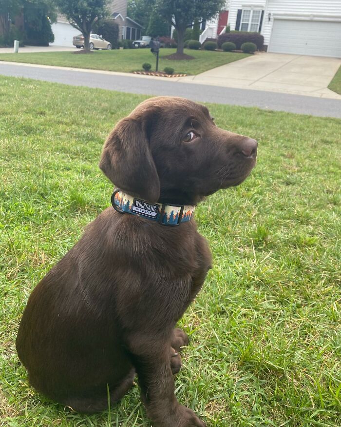 Chocolate Labrador puppy sitting on grass wearing a colorful collar, showcasing the Labrador winning Instagram spirit.