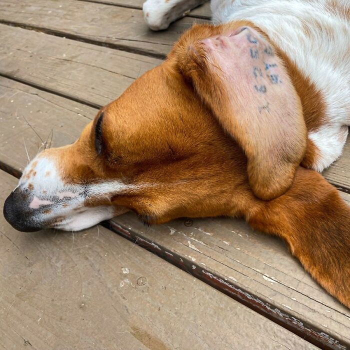 After A Year Of Cruelty As A Test Subject, This Dog Finally Knows What It Means to Be Loved