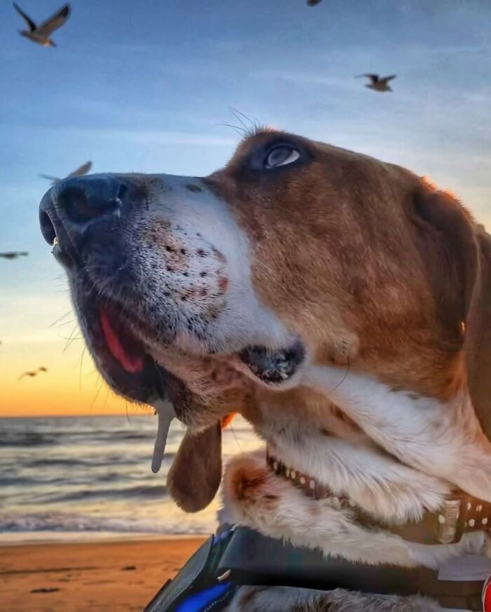 After A Year Of Cruelty As A Test Subject, This Dog Finally Knows What It Means to Be Loved