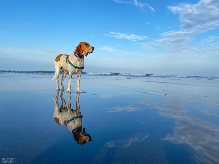 After A Year Of Cruelty As A Test Subject, This Dog Finally Knows What It Means to Be Loved